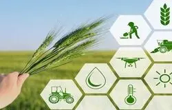 ضرورت فراگیر شدن کشاورزی قراردادی برای کاهش ضایعات و نوسان بازار