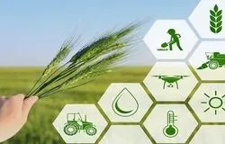 ضرورت فراگیر شدن کشاورزی قراردادی برای کاهش ضایعات و نوسان بازار