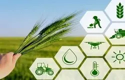 ضرورت فراگیر شدن کشاورزی قراردادی برای کاهش ضایعات و نوسان بازار