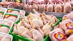 زیان ۶۰ همتی مرغداران؛ تولید قراردادی و تسهیل صادرات در دستور کار قرار گیرد