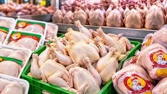 زیان ۶۰ همتی مرغداران؛ تولید قراردادی و تسهیل صادرات در دستور کار قرار گیرد