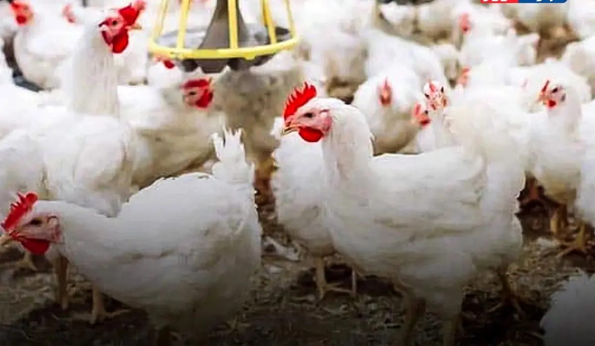 کاهش تولید صنعت طیور/مشکل تأمین نهاده‌های دامی کماکان ادامه دارد