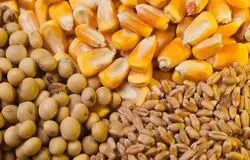 وزارت جهاد: ذخایر کالاهای اساسی و نهاده‌های دامی در وضعیت مطلوب است