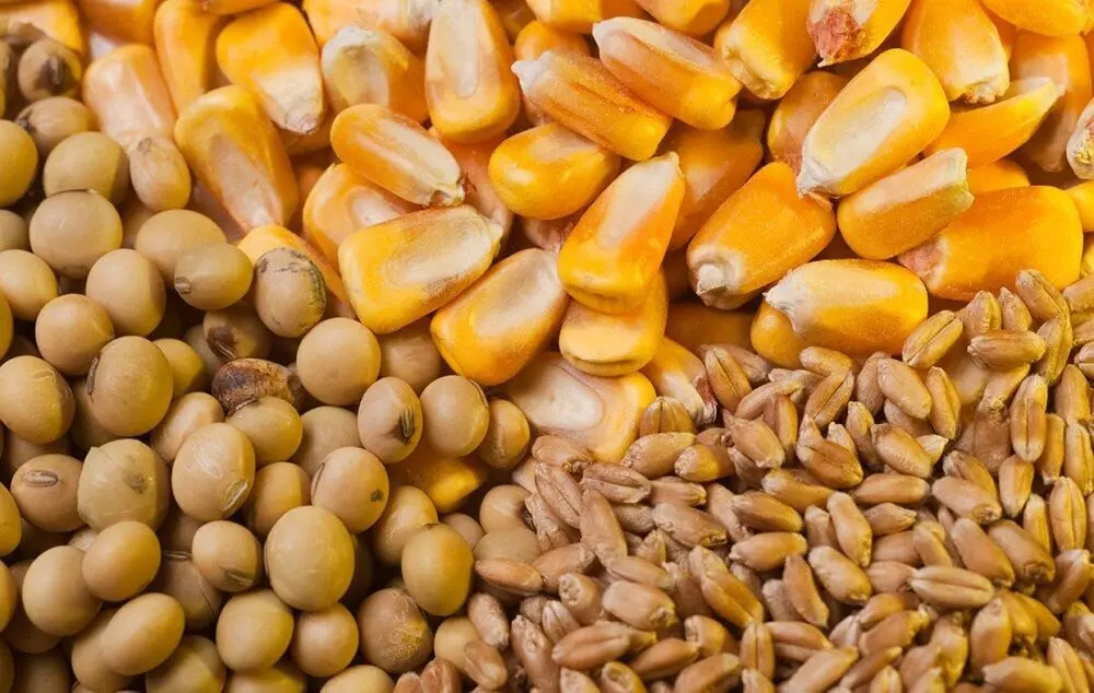 وزارت جهاد: ذخایر کالاهای اساسی و نهاده‌های دامی در وضعیت مطلوب است