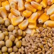 وزارت جهاد: ذخایر کالاهای اساسی و نهاده‌های دامی در وضعیت مطلوب است
