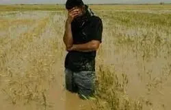 کشاورزان خوزستانی منتظر اقدام واقعی نمایندگان/سفر کمیسیون کشاورزی به خوزستان؛ امید تازه یا تکرار وعده‌های نیمه‌تمام؟