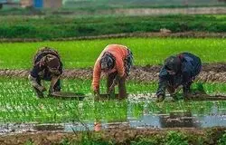 بازار برنج در تور سوءمدیریت؛ از احتکار تا نوسان قیمت‌های سرسام‌آور