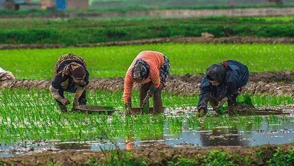 بازار برنج در تور سوءمدیریت؛ از احتکار تا نوسان قیمت‌های سرسام‌آور