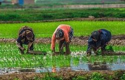 بازار برنج در تور سوءمدیریت؛ از احتکار تا نوسان قیمت‌های سرسام‌آور