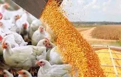 افزایش هزینه تولید و افت تقاضا/سه‌ضلعی بحران در صنعت طیور