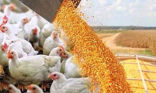 افزایش هزینه تولید و افت تقاضا/سه‌ضلعی بحران در صنعت طیور