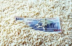 ورود سازمان تعاون روستایی به بازار برنج دست دلالان را کوتاه‌ می‌کند