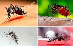 سه سال نبرد نافرجام با یک پشه/بحران زیستی جنوب، زنگ خطری برای کل کشور