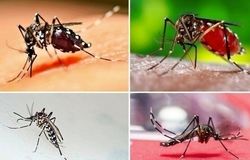 سه سال نبرد نافرجام با یک پشه/بحران زیستی جنوب، زنگ خطری برای کل کشور
