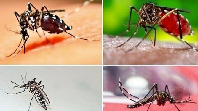 سه سال نبرد نافرجام با یک پشه/بحران زیستی جنوب، زنگ خطری برای کل کشور