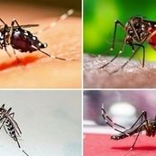 سه سال نبرد نافرجام با یک پشه/بحران زیستی جنوب، زنگ خطری برای کل کشور
