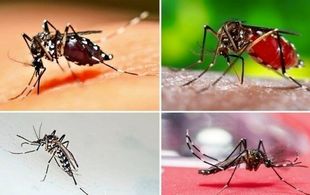 سه سال نبرد نافرجام با یک پشه/بحران زیستی جنوب، زنگ خطری برای کل کشور