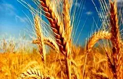 تکذیب پرداخت کامل مطالبات گندمکاران/جلسه قیمت‌گذاری گندم بی‌نتیجه ماند
