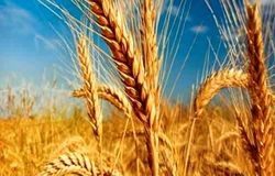 تکذیب پرداخت کامل مطالبات گندمکاران/جلسه قیمت‌گذاری گندم بی‌نتیجه ماند