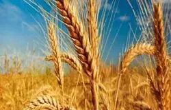 تکذیب پرداخت کامل مطالبات گندمکاران/جلسه قیمت‌گذاری گندم بی‌نتیجه ماند