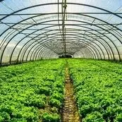 اجرای ۱۷۰ مزرعه الگویی در خوزستان برای افزایش ۱۰ درصدی عملکرد کشاورزی