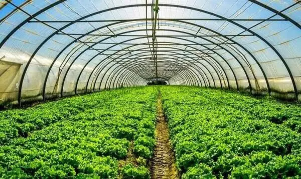 اجرای ۱۷۰ مزرعه الگویی در خوزستان برای افزایش ۱۰ درصدی عملکرد کشاورزی