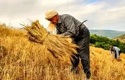 آزادسازی نرخ آرد و نان؛ کاهش ۶۰ همتی بار مالی دولت در راه است؟