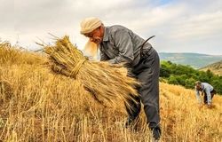 آزادسازی نرخ آرد و نان؛ کاهش ۶۰ همتی بار مالی دولت در راه است؟