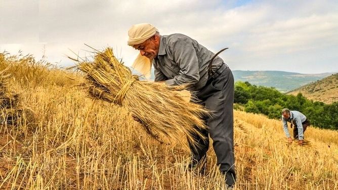 آزادسازی نرخ آرد و نان؛ کاهش ۶۰ همتی بار مالی دولت در راه است؟