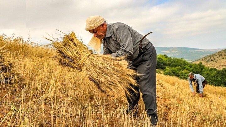 آزادسازی نرخ آرد و نان؛ کاهش ۶۰ همتی بار مالی دولت در راه است؟