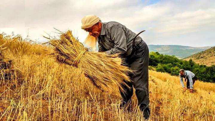 آزادسازی نرخ آرد و نان؛ کاهش ۶۰ همتی بار مالی دولت در راه است؟