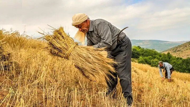 آزادسازی نرخ آرد و نان؛ کاهش ۶۰ همتی بار مالی دولت در راه است؟