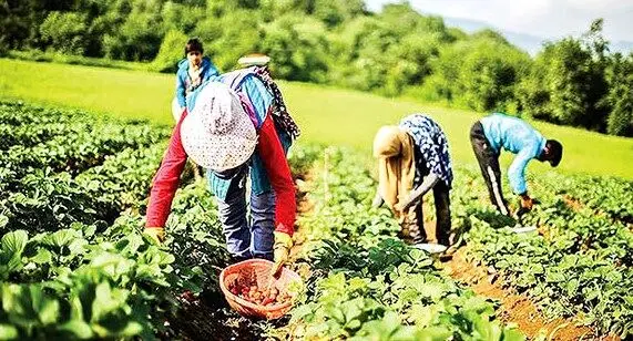 صندوق بیمه اجتماعی با ۲۰ سال خدمت و بیش از ۳ میلیون عضو فعال