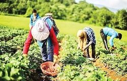 صندوق بیمه اجتماعی با ۲۰ سال خدمت و بیش از ۳ میلیون عضو فعال