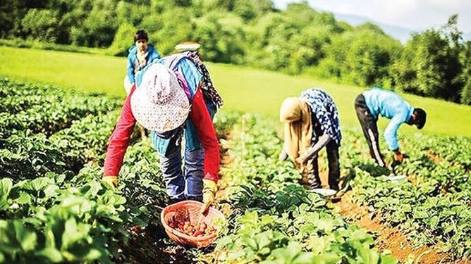 صندوق بیمه اجتماعی با ۲۰ سال خدمت و بیش از ۳ میلیون عضو فعال