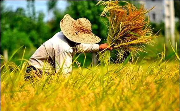 مجلس آینده باید جلوی تصمیمات اشتباه در بخش کشاورزی را بگیرد/ از تولیدکننده حمایت شود