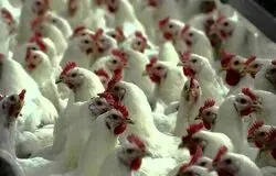 مرغ همچنان بی‌رقیب‌ترین منبع پروتئین در ایران