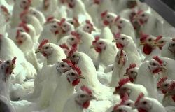 مرغ همچنان بی‌رقیب‌ترین منبع پروتئین در ایران