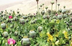 بازگشت به حق قانونی؟ / نگاهی به قانون کشت محدود خشخاش در ایران