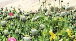 بازگشت به حق قانونی؟ / نگاهی به قانون کشت محدود خشخاش در ایران