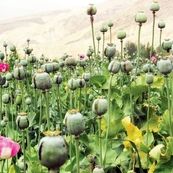 بازگشت به حق قانونی؟ / نگاهی به قانون کشت محدود خشخاش در ایران