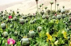 بازگشت به حق قانونی؟ / نگاهی به قانون کشت محدود خشخاش در ایران