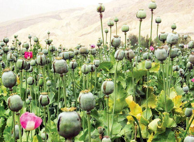 بازگشت به حق قانونی؟ / نگاهی به قانون کشت محدود خشخاش در ایران
