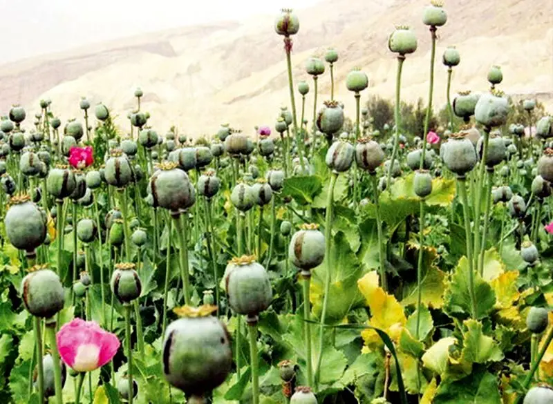 بازگشت به حق قانونی؟ / نگاهی به قانون کشت محدود خشخاش در ایران