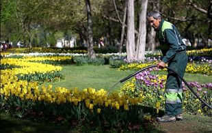 جایگزینی کارگران ایرانی به جای اتباع خارجی/ تهران پیشتاز شد