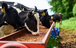 افشای خالی‌فروشی در بازارگاه/ذخایر نهاده‌های دامی کشور تهی شد