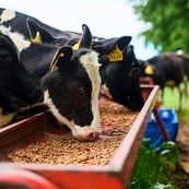 افشای خالی‌فروشی در بازارگاه/ذخایر نهاده‌های دامی کشور تهی شد