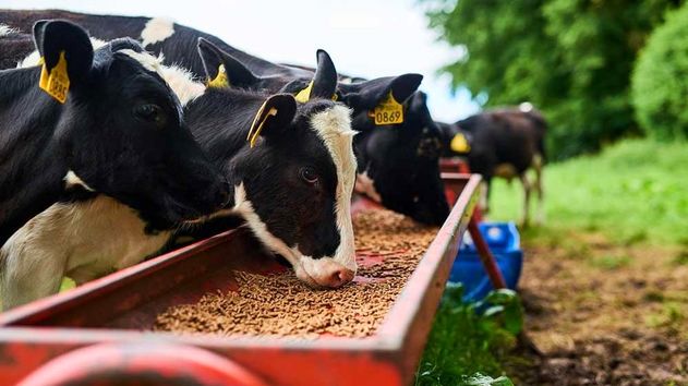 افشای خالی‌فروشی در بازارگاه/ذخایر نهاده‌های دامی کشور تهی شد