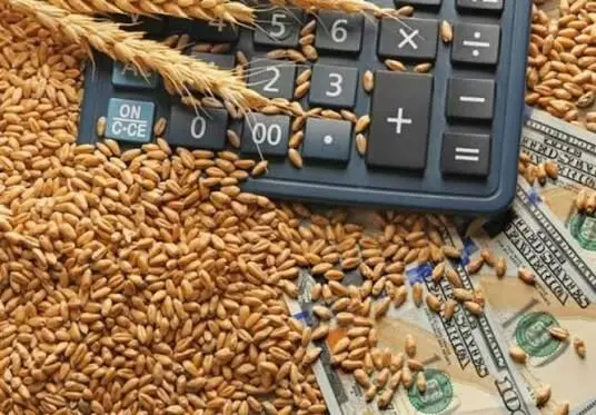 واردات گندم دامی مجاز شد؛ شرط جدید گمرک برای ترخیص محموله‌ها
