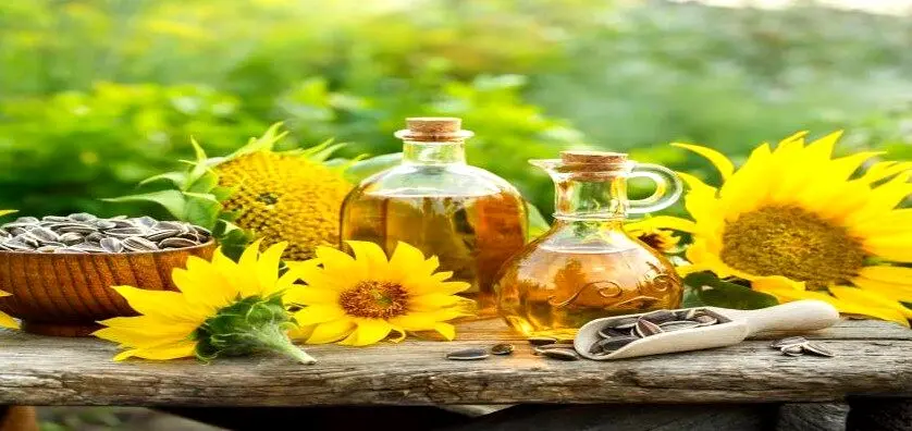 وقتی کشاورز، بذر سود می‌پاشد نه امنیت غذایی/روغن ایرانی در محاصره واردات